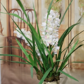 CYMBIDIUM SPRAY plant 2 FL  WHITE