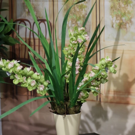 CYMBIDIUM SPRAY plant 3 FL  GREEN