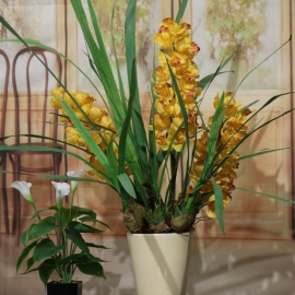 CYMBIDIUM SPRAY plant 3 FL  YELLOW