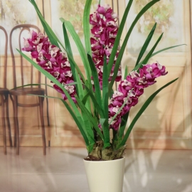 CYMBIDIUM SPRAY plant 3 FL  BEAUTY