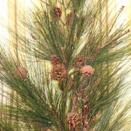 PINE PLANT IN VASO VIMINI