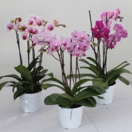 pianta  phalaenopsis