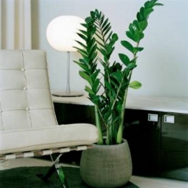 zamioculcas