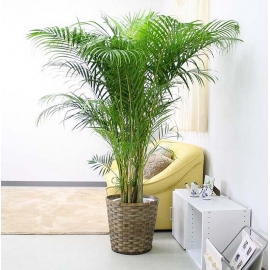 Areca xl