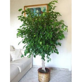 Ficus Benjamin